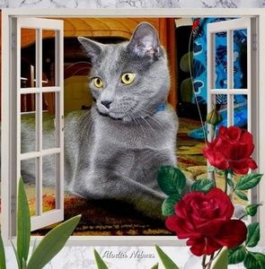 Meet your Posher, Kitty